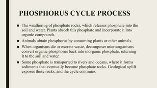 PHOSPHORUS CYCLE PROCESS
■ The weathering of phosphate rocks, which releases phosphate into the
soil and water. Plants absorb this phosphate and incorporate it into
organic compounds.
■ Animals obtain phosphorus by consuming plants or other animals.
■ When organisms die or excrete waste, decomposer microorganisms
convert organic phosphorus back into inorganic phosphate, returning
it to the soil and water.
■ Some phosphate is transported to rivers and oceans, where it forms
sediments that eventually become phosphate rocks. Geological uplift
exposes these rocks, and the cycle continues.
 