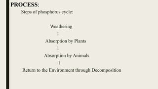 Steps of phosphorus cycle:
Weathering
l
Absorption by Plants
l
Absorption by Animals
l
Return to the Environment through Decomposition
PROCESS:
 