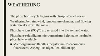 WEATHERING
The phosphorus cycle begins with phosphate-rich rocks.
Weathering by rain, wind, temperature changes, and flowing
water breaks down the rocks.
Phosphate ions (PO ³ ) are released into the soil and water.
₄ ⁻
Phosphate-solubilizing microorganisms help make insoluble
phosphate available.
■ Microorganisms: Bacillus megaterium, Pseudomonas
fluorescens, Aspergillus niger, Penicillium spp.
 