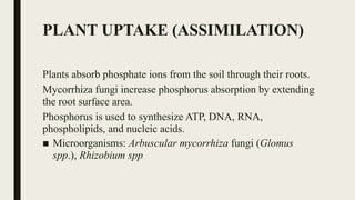 PLANT UPTAKE (ASSIMILATION)
Plants absorb phosphate ions from the soil through their roots.
Mycorrhiza fungi increase phosphorus absorption by extending
the root surface area.
Phosphorus is used to synthesize ATP, DNA, RNA,
phospholipids, and nucleic acids.
■ Microorganisms: Arbuscular mycorrhiza fungi (Glomus
spp.), Rhizobium spp.
 