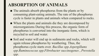 ABSORPTION OF ANIMALS
■ The animals absorb phosphorus from the plants or by
consuming plant-eating animals. The rate of the phosphorus
cycle is faster in plants and animals when compared to rocks.
■ When the plants and animals die they are decomposed by
microorganisms During this process, the organic form of
phosphorus is converted into the inorganic form, which is
recycled to soil and water.
■ Soil and water will end up in sediments and rocks, which will
again release phosphorus by weathering. Thus, the
phosphorus cycle starts over. Bacillus spp.Aspergillums
spp.Ruminococcus spp.Fibrobacter succinogenes , Prevotella
spp.
 