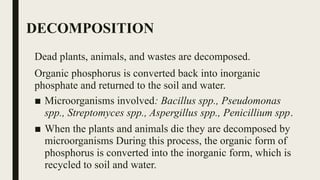 DECOMPOSITION
Dead plants, animals, and wastes are decomposed.
Organic phosphorus is converted back into inorganic
phosphate and returned to the soil and water.
■ Microorganisms involved: Bacillus spp., Pseudomonas
spp., Streptomyces spp., Aspergillus spp., Penicillium spp.
■ When the plants and animals die they are decomposed by
microorganisms During this process, the organic form of
phosphorus is converted into the inorganic form, which is
recycled to soil and water.
 