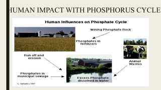 HUMAN IMPACT WITH PHOSPHORUS CYCLE
 