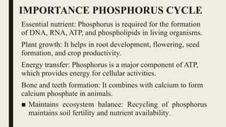 IMPORTANCE PHOSPHORUS CYCLE
Essential nutrient: Phosphorus is required for the formation
of DNA, RNA, ATP, and phospholipids in living organisms.
Plant growth: It helps in root development, flowering, seed
formation, and crop productivity.
Energy transfer: Phosphorus is a major component of ATP,
which provides energy for cellular activities.
Bone and teeth formation: It combines with calcium to form
calcium phosphate in animals.
■ Maintains ecosystem balance: Recycling of phosphorus
maintains soil fertility and nutrient availability.
 