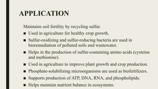 APPLICATION
Maintains soil fertility by recycling sulfur.
■ Used in agriculture for healthy crop growth.
■ Sulfur-oxidizing and sulfur-reducing bacteria are used in
bioremediation of polluted soils and wastewater.
■ Helps in the production of sulfur-containing amino acids (cysteine
and methionine).
■ Used in agriculture to improve plant growth and crop production.
■ Phosphate-solubilizing microorganisms are used as biofertilizers.
■ Supports production of ATP, DNA, RNA, and phospholipids.
■ Helps maintain nutrient balance in ecosystems.
 