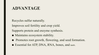 ADVANTAGE
Recycles sulfur naturally.
Improves soil fertility and crop yield.
Supports protein and enzyme synthesis.
■ Maintains ecosystem stability.
■ Promotes root growth, flowering, and seed formation.
■ Essential for ATP, DNA, RNA, bones, and teeth.
 