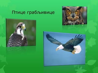 Птице грабљивице
 