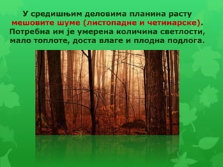 У средишњим деловима планина расту
мешовите шуме (листопадне и четинарске).
Потребна им је умерена количина светлости,
мало топлоте, доста влаге и плодна подлога.
 
