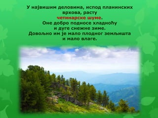 У највишим деловима, испод планинских
врхова, расту
четинарске шуме.
Оне добро подносе хладноћу
и дуге снежне зиме.
Довољно им је мало плодног земљишта
и мало влаге.
 