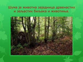 Шума је животна заједница дрвенастих
и зељастих биљака и животиња.
 