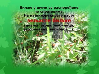 Биљке у шуми су распоређене
по спратовима.
На најнижем спрату расту
зељасте биљке
(дивља јагода, љубичица,
јагорчевина, висибаба...).
 