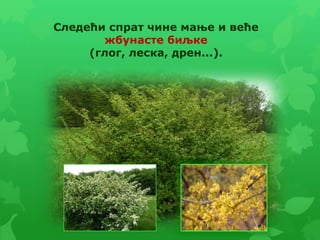 Следећи спрат чине мање и веће
жбунасте биљке
(глог, леска, дрен...).
 