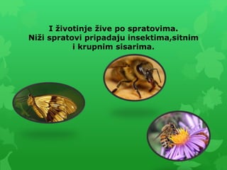 I životinje žive po spratovima.
Niži spratovi pripadaju insektima,sitnim
i krupnim sisarima.
 