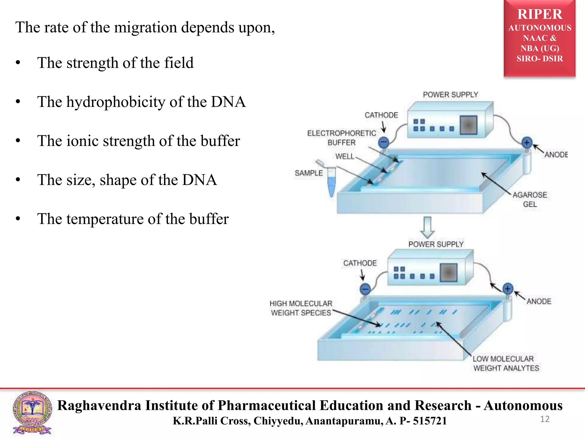 RIPER
AUTONOMOUS
NAAC &
NBA (UG)
SIRO- DSIR
Raghavendra Institute of Pharmaceutical Education and Research - Autonomous
K.R.Palli Cross, Chiyyedu, Anantapuramu, A. P- 515721 12
The rate of the migration depends upon,
• The strength of the field
• The hydrophobicity of the DNA
• The ionic strength of the buffer
• The size, shape of the DNA
• The temperature of the buffer
 