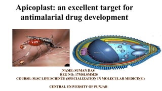 Apicoplast: an excellent target for
antimalarial drug development
 