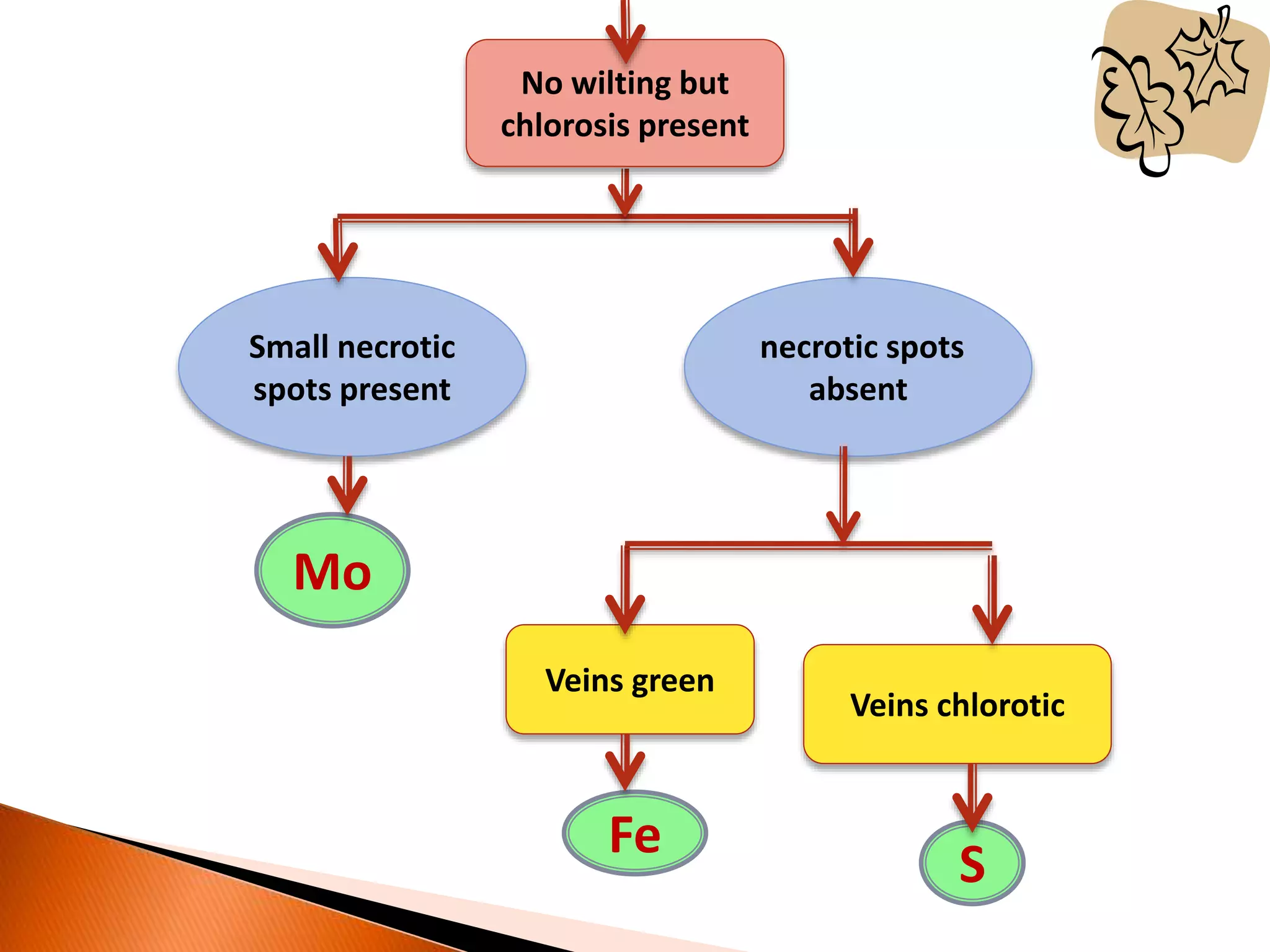 Small necrotic
spots present
necrotic spots
absent
Veins green
Veins chlorotic
S
Mo
Fe
No wilting but
chlorosis present
 