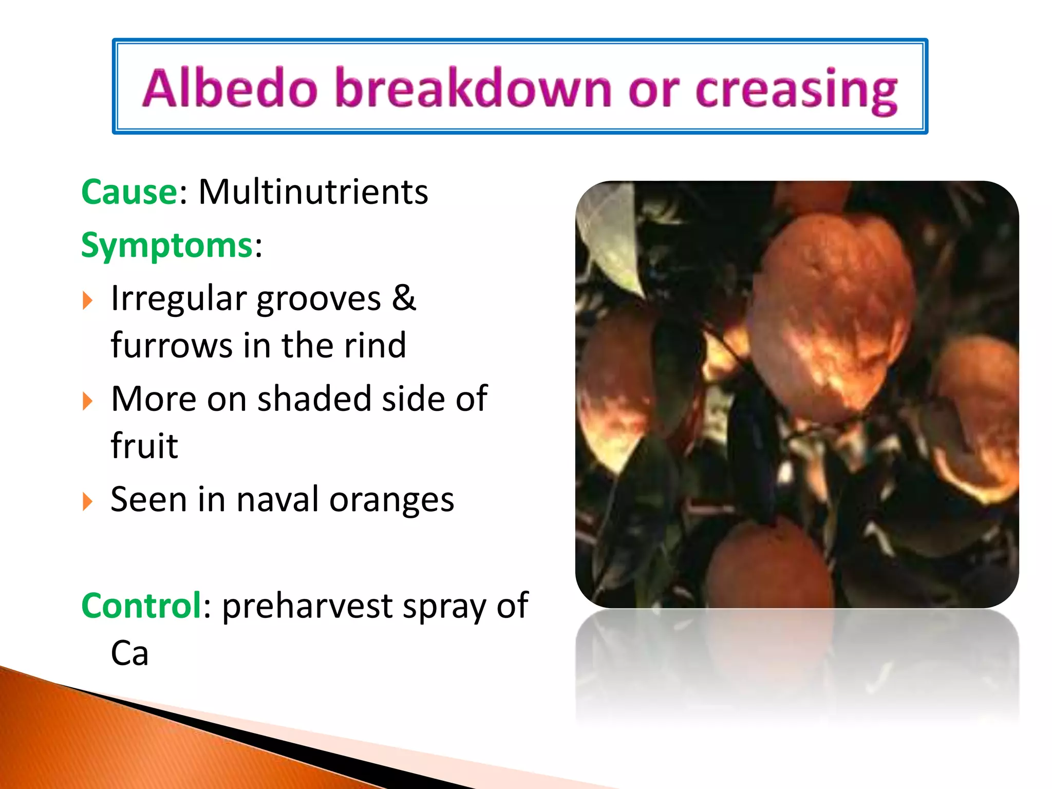Cause: Multinutrients
Symptoms:
 Irregular grooves &
furrows in the rind
 More on shaded side of
fruit
 Seen in naval oranges
Control: preharvest spray of
Ca
 