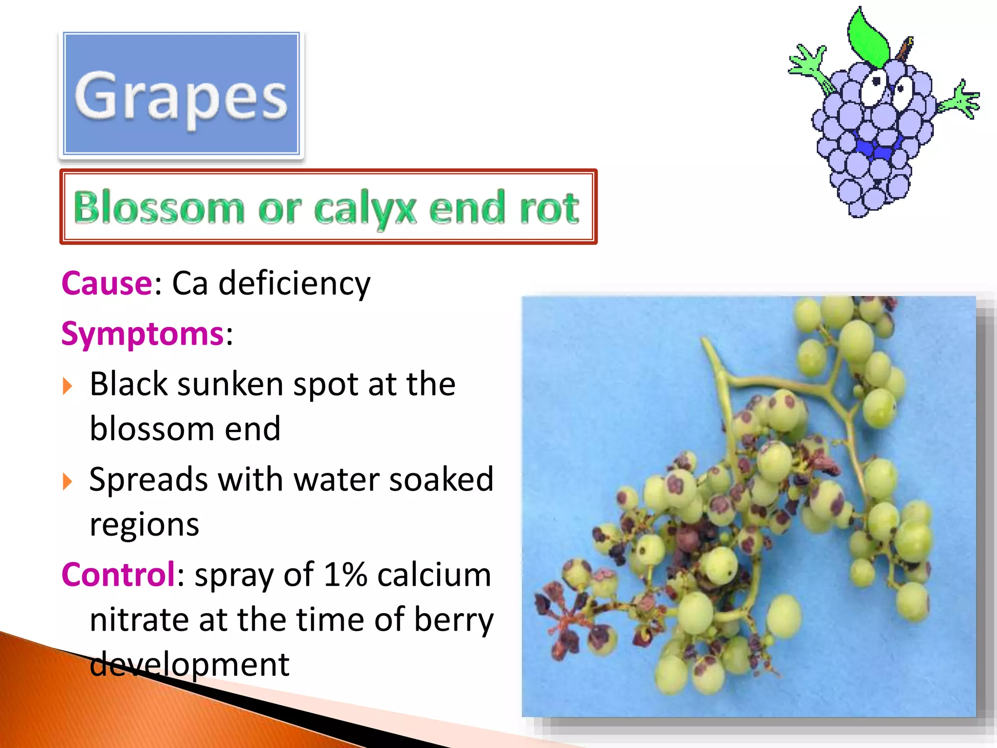 Cause: Ca deficiency
Symptoms:
 Black sunken spot at the
blossom end
 Spreads with water soaked
regions
Control: spray of 1% calcium
nitrate at the time of berry
development
 