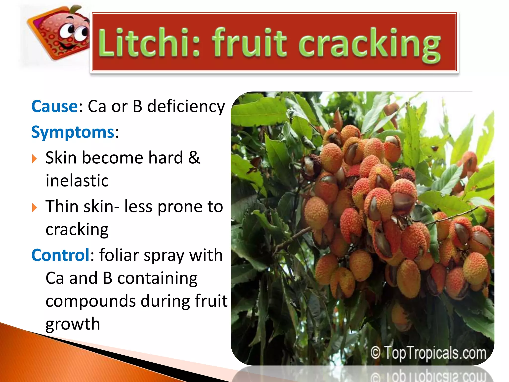 Cause: Ca or B deficiency
Symptoms:
 Skin become hard &
inelastic
 Thin skin- less prone to
cracking
Control: foliar spray with
Ca and B containing
compounds during fruit
growth
 