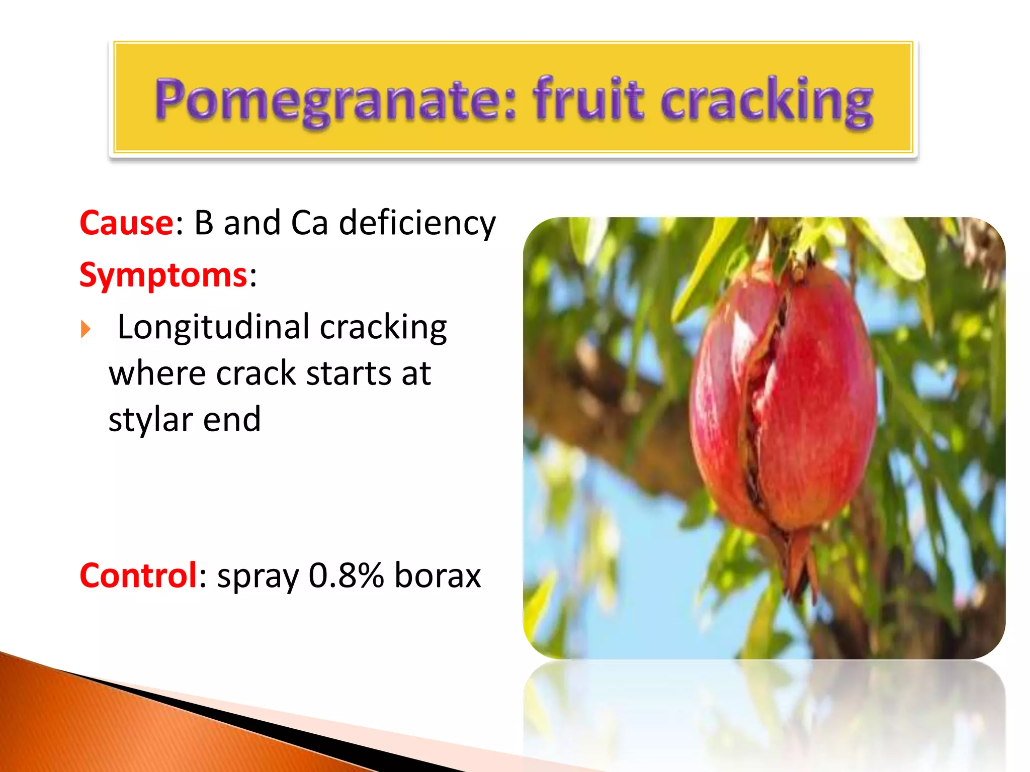 Cause: B and Ca deficiency
Symptoms:
 Longitudinal cracking
where crack starts at
stylar end
Control: spray 0.8% borax
 