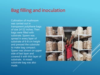 Bag filling and inoculation
Cultivation of mushroom
was carried out in
transparent polythene bags
of size 14*22 inches. Then
bags were filled with
substrate. Spawn was
spread in every layer of
substrate of 6-8 cm height
and pressed the substrate
to make bag compact.
Spawn was shown on upper
side of last layer and
covered it with thin layer of
substrate. A mixed
substrate bag was also
made.
 