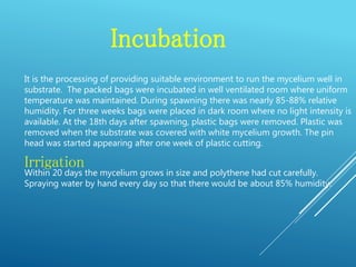 Incubation
It is the processing of providing suitable environment to run the mycelium well in
substrate. The packed bags were incubated in well ventilated room where uniform
temperature was maintained. During spawning there was nearly 85-88% relative
humidity. For three weeks bags were placed in dark room where no light intensity is
available. At the 18th days after spawning, plastic bags were removed. Plastic was
removed when the substrate was covered with white mycelium growth. The pin
head was started appearing after one week of plastic cutting.
Irrigation
Within 20 days the mycelium grows in size and polythene had cut carefully.
Spraying water by hand every day so that there would be about 85% humidity.
 