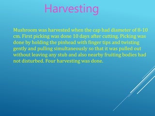 Harvesting
Mushroom was harvested when the cap had diameter of 8-10
cm. First picking was done 10 days after cutting. Picking was
done by holding the pinhead with finger tips and twisting
gently and pulling simultaneously so that it was pulled out
without leaving any stub and also nearby fruiting bodies had
not disturbed. Four harvesting was done.
 