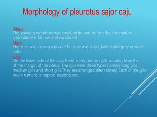 Morphology of pleurotus sajor caju
Pileus
The young sporephore was small, white and button like. the mature
sporephore is fan like and expanded .
Stipe
The stipe was inconspicuous. The stipe was short ,lateral and grey or white
color.
Gills
On the lower side of the cap, there are numerous gills running from the
of the margin of the pileus. The gills were three types namely long gills
medium gills and short gills.They are arranged alternatively. Each of the gills
bears numerous haploid basidospore.
 