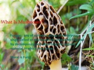 What Is Mushroom?
Fungus: any of a diverse group of eukaryotic
single celled or multinucleate organisms that live
by decomposing and absorbing the organic
material in which they grow.
Plural is Fungi
 