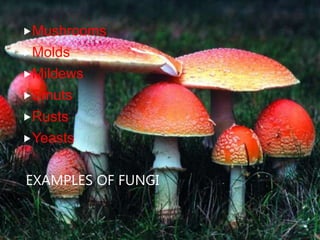 EXAMPLES OF FUNGI
Mushrooms
Molds
Mildews
Smuts
Rusts
Yeasts
 