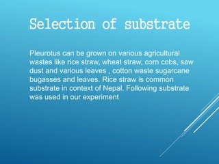Selection of substrate
Pleurotus can be grown on various agricultural
wastes like rice straw, wheat straw, corn cobs, saw
dust and various leaves , cotton waste sugarcane
bugasses and leaves. Rice straw is common
substrate in context of Nepal. Following substrate
was used in our experiment
 