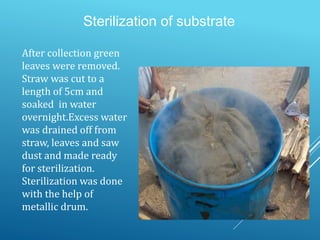 After collection green
leaves were removed.
Straw was cut to a
length of 5cm and
soaked in water
overnight.Excess water
was drained off from
straw, leaves and saw
dust and made ready
for sterilization.
Sterilization was done
with the help of
metallic drum.
Sterilization of substrate
 