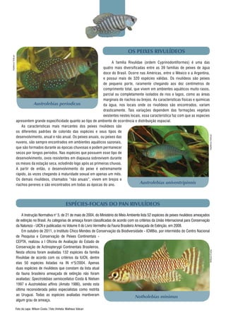 OS PEIXES RIVULÍDEOS
	 A família Rivulidae (ordem Cyprinodontiformes) é uma das
quatro mais diversificadas entre as 39 famílias de peixes de água
doce do Brasil. Ocorre nas Américas, entre o México e a Argentina,
e possui mais de 320 espécies válidas. Os rivulídeos são peixes
de pequeno porte, raramente chegando aos dez centímetros de
comprimento total, que vivem em ambientes aquáticos muito rasos,
parcial ou completamente isolados de rios e lagos, como as áreas
marginais de riachos ou brejos. As características fisicas e quimicas
da água, nos locais onde os rivulídeos são encontrados, variam
drasticamente. Tais variações dependem das formações vegetais
existentes nestes locais, essa característica faz com que as especies
apresentem grande especificidade quanto ao tipo de ambiente de ocorrência e distribuição espacial.
	 As características mais marcantes dos peixes rivulídeos são
os diferentes padrões de colorido das espécies e seus tipos de
desenvolvimento, anual e não anual. Os peixes anuais, ou peixes das
nuvens, são sempre encontrados em ambientes aquáticos sazonais,
que são formados durante as épocas chuvosas e podem permanecer
secos por longos períodos. Nas espécies que possuem esse tipo de
desenvolvimento, ovos resistentes em diapausa sobrevivem durante
os meses da estação seca, eclodindo logo após as primeiras chuvas.
A partir de então, o desenvolvimento do peixe é extremamente
rápido, às vezes chegando à maturidade sexual em apenas um mês.
Os demais rivulídeos, chamados “não anuais”, vivem em brejos e
riachos perenes e são encontrados em todas as épocas do ano.
ESPÉCIES-FOCAIS DO PAN RIVULÍDEOS
	 A Instrução Normativa n° 5, de 21 de maio de 2004, do Ministério do Meio Ambiente lista 52 espécies de peixes rivulídeos ameaçados
de extinção no Brasil. As categorias de ameaça foram classificadas de acordo com os critérios da União Internacional para Conservação
da Natureza - UICN e publicadas no Volume II do Livro Vermelho da Fauna Brasileira Ameaçada de Extinção, em 2008.
	 Em outubro de 2011, o Instituto Chico Mendes de Conservação da Biodiversidade - ICMBio, por intermédio do Centro Nacional
de Pesquisa e Conservação de Peixes Continentais -
CEPTA, realizou a I Oficina de Avaliação do Estado de
Conservação de Actinopterygii Continentais Brasileiros.
Nesta oficina foram avaliadas 132 espécies da família
Rivulidae de acordo com os critérios da IUCN, dentre
elas 50 espécies listadas na IN n°5/2004. Apenas
duas espécies de rivulídeos que constam da lista atual
da fauna brasileira ameaçada de extinção não foram
avaliadas: Spectrolebias semiocellatus Costa & Nielsen
1997 e Austrolebias affinis (Amato 1986), sendo esta
última reconsiderada pelos especialistas como restrita
ao Uruguai. Todas as espécies avaliadas mantiveram
algum grau de ameaça.
MatheusVolcan
Foto da capa: Wilson Costa / Foto Vinheta: Matheus Volcan
Austrolebias periodicus
Austrolebias univentripinnis
Notholebias minimus
MatheusVolcanWilsonCosta
 