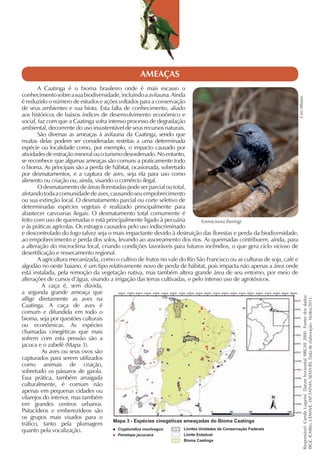 AMEAÇAS
       A Caatinga é o bioma brasileiro onde é mais escasso o
conhecimento sobre a sua biodiversidade, incluindo a avifauna. Ainda




                                                                                                                        Ciro Albano
é reduzido o número de estudos e ações voltados para a conservação
de seus ambientes e sua biota. Esta falta de conhecimento, aliado
aos históricos de baixos índices de desenvolvimento econômico e
social, faz com que a Caatinga sofra intenso processo de degradação
ambiental, decorrente do uso insustentável de seus recursos naturais.
       São diversas as ameaças à avifauna da Caatinga, sendo que
muitas delas podem ser consideradas restritas a uma determinada
espécie ou localidade como, por exemplo, o impacto causado por
atividades de extração mineral ou o turismo desordenado. No entanto,
se reconhece que algumas ameaças são comuns a praticamente todo
o bioma. As principais são a perda de hábitat, ocasionada, sobretudo
por desmatamentos, e a captura de aves, seja ela para uso como
alimento ou criação ou, ainda, visando o comércio ilegal.
       O desmatamento de áreas florestadas pode ser parcial ou total,
afetando toda a comunidade de aves, causando seu empobrecimento
ou sua extinção local. O desmatamento parcial ou corte seletivo de
determinadas espécies vegetais é realizado principalmente para
abastecer carvoarias ilegais. O desmatamento total comumente é
feito com uso de queimadas e está principalmente ligado à pecuária             Formicivora iheringi
e às práticas agrícolas. Os estragos causados pelo uso indiscriminado
e descontrolado do fogo talvez seja o mais impactante devido à destruição das florestas e perda da biodiversidade,
ao empobrecimento e perda dos solos, levando ao assoreamento dos rios. As queimadas contribuem, ainda, para
a alteração do microclima local, criando condições favoráveis para futuros incêndios, o que gera ciclo vicioso de
desertificação e ressecamento regional.
       A agricultura mecanizada, como o cultivo de frutos no vale do Rio São Francisco ou as culturas de soja, café e
algodão no oeste baiano, é um tipo relativamente novo de perda de hábitat, pois impacta não apenas a área onde
está instalada, pela remoção da vegetação nativa, mas também altera grande área de seu entorno, por meio de
alterações de cursos d’água, visando a irrigação das terras cultivadas, e pelo intenso uso de agrotóxicos.
          A caça é, sem dúvida,
a segunda grande ameaça que

                                                                                                                               Responsável: Camile Lugarini. Datum horizontal SIRGAS 2000. Fontes dos dados:
aflige diretamente as aves na
                                                                                                                               IBGE, ICMBio, CEMAVE, IAP FATMA, SEMA-RS. Data de elaboração: 16/dez/2011.
Caatinga. A caça de aves é
comum e difundida em todo o
bioma, seja por questões culturais
ou econômicas. As espécies
chamadas cinegéticas que mais
sofrem com esta pressão são a
jacuca e o zabelê (Mapa 3).
          As aves ou seus ovos são
capturados para serem utilizados
como animais de criação,
sobretudo os pássaros de gaiola.
Essa prática, também arraigada
culturalmente, é comum não
apenas em pequenas cidades ou
vilarejos do interior, mas também
                                                                                                                                                         ,




em grandes centros urbanos.
Psitacídeos e emberezídeos são
os grupos mais visados para o
                                        Mapa 3 - Espécies cinegéticas ameaçadas do Bioma Caatinga
tráfico, tanto pela plumagem
quanto pela vocalização.                  Crypturellus noctivagus     Limites Unidades de Conservação Federais
                                        Penelope jacucaca           Limite Estadual
                                                                    Bioma Caatinga
 