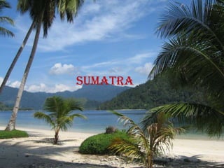 sumatra
 