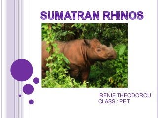 IRENIE THEODOROU
CLASS : PET
 