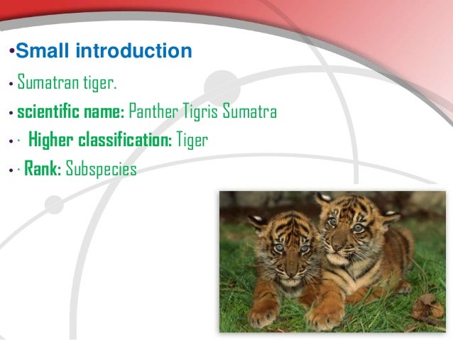 Sumatran tiger