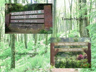 Malaysia hutan simpan di hutan simpan