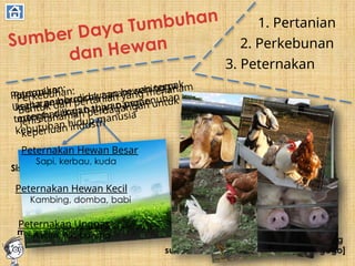 Sumber Daya Tumbuhan
dan Hewan
1. Pertanian
2. Perkebunan
3. Peternakan
Pertanian:
kegiatan bercocok tanam sehingga
menghasilkan bahan pangan
Sawah
Ladang
Tegalan
Sistem pertanian
lahan basah
yang
menggunan
perlakuan
dengan
mengairi lahan
Sistem pertanian
pada lahan
kering [huma]
Sistem pertanian lahan kering yang
sudah menetap [palawija dan padi gogo]
Perkebunan:
Bentuk dari pertanian yang menanam
jenis tanaman perdagangan untuk
keperluan industri
Peternakan:
Usaha pembudidayaan hewan ternak
tertentu dengan tujuan pemenuhan
kebutuhan hidup manusia
Peternakan Hewan Besar
Sapi, kerbau, kuda
Peternakan Hewan Kecil
Kambing, domba, babi
Peternakan Unggas
Ayam, itik, burung
 