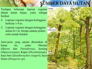 Terdapat beberapa lapisan vegetasi
dalam hutan hujan, yaitu sebagai
berikut:
4. Lapisan vegetasi dengan ketinggian
berkisar 1-4 m.
5. Lapisan vegetasi dengan ketinggian
antara 0-1 m, berupa anakan pohon
serta semak belukar
Jenis-jenis yang umum ditemukan di
hutan
ini,
yaitu:
Meranti
(Shorea dan Parashorea), keruing
(Dipterocarpus), Kapur (Dryobalanops),
kayu besi (Eusideroxylon zwageri), kayu
hitam (Diospyros sp).

 