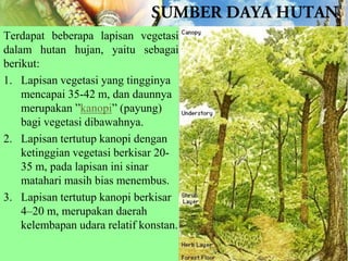 Terdapat beberapa lapisan vegetasi
dalam hutan hujan, yaitu sebagai
berikut:
1. Lapisan vegetasi yang tingginya
mencapai 35-42 m, dan daunnya
merupakan ”kanopi” (payung)
bagi vegetasi dibawahnya.
2. Lapisan tertutup kanopi dengan
ketinggian vegetasi berkisar 2035 m, pada lapisan ini sinar
matahari masih bias menembus.
3. Lapisan tertutup kanopi berkisar
4–20 m, merupakan daerah
kelembapan udara relatif konstan.

 