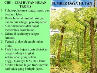 CIRI – CIRI HUTAN HUJAN
TROPIS
1. Pohon-pohonnya tinggi, rapat, dan
berdaun lebat.
2. Dasar hutan ditumbuhi rumput
dan lumut sebagai penutup lahan.
3. Sinar matahari tidak dapat
menembus dasar hutan.
4. Udara di sekitarnya sangat
lembap.
5. Terjadi di daerah curah hujan
tinggi
6. Pada hutan hujan tropis dicirikan
dengan adanya tingkat
kelembaban yang selalu
tinggi, biasanya 80% atau lebih.
7. Struktur hutan hujan tropis terdiri
dari tajuk yang berlapis-lapis.

 