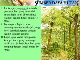 8. Lapis tajuk yang atas terdiri dari
pohon-pohon yang muncul di
antara lapis tajuk di bawahnya
(kedua) dengan tinggi antara 45 –
60 m.
9. Pohon pada lapis teratas
umumnya mempunyai tajuk yang
kecil dan tidak teratur dengan
sedikit susunan cabang.
10.Lapis tajuk kedua merupakan
kanopi utama yang umumnya
terdiri dari jenis-jenis pohon yang
ramping dengan tinggi antara 3040 m.

 