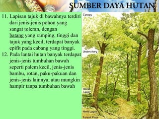 11. Lapisan tajuk di bawahnya terdiri
dari jenis-jenis pohon yang
sangat toleran, dengan
batang yang ramping, tinggi dan
tajuk yang kecil, terdapat banyak
epifit pada cabang yang tinggi.
12. Pada lantai hutan banyak terdapat
jenis-jenis tumbuhan bawah
seperti palem kecil, jenis-jenis
bambu, rotan, paku-pakuan dan
jenis-jenis lainnya, atau mungkin
hampir tanpa tumbuhan bawah

 