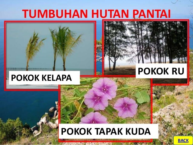 Sumber Hutan Tingkatan 3