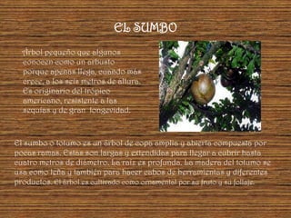 EL SUMBO
  Árbol pequeño que algunos
  conocen como un arbusto
  porque apenas llega, cuando más
  crece, a los seis metros de altura.
  Es originario del trópico
  americano, resistente a las
  sequías y de gran longevidad.



El sumbo o totumo es un árbol de copa amplia y abierta compuesta por
pocas ramas. Estas son largas y extendidas para llegar a cubrir hasta
cuatro metros de diámetro. La raíz es profunda. La madera del totumo se
usa como leña y también para hacer cabos de herramientas y diferentes
productos. El árbol es cultivado como ornamental por su fruto y su follaje.
 