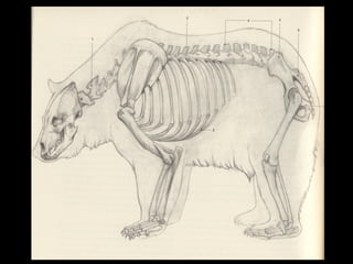 Quadreped anatomy guide for riggers by sumida | PDF