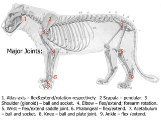 Quadreped anatomy guide for riggers by sumida | PDF