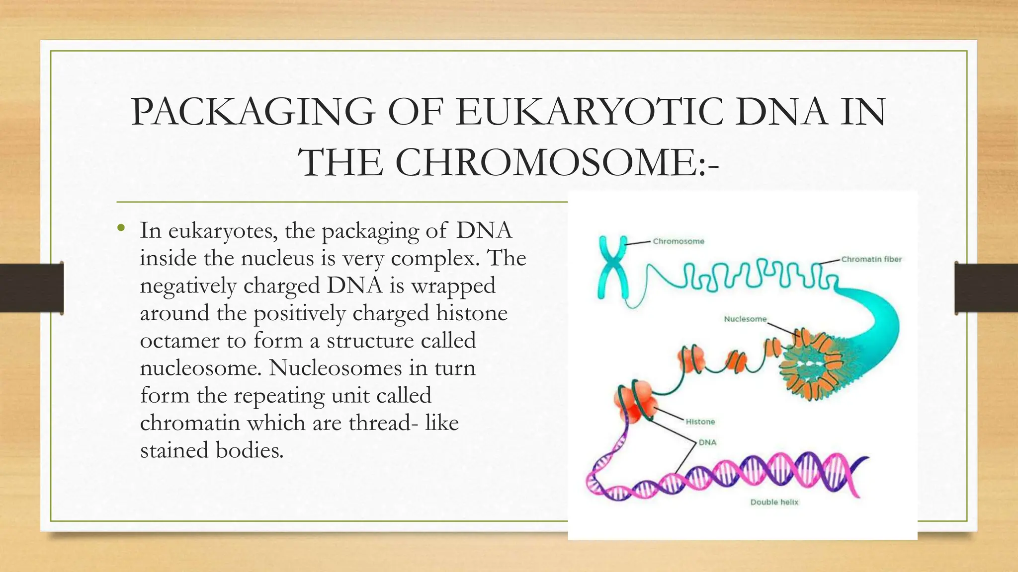 PACKAGING OF EUKARYOTIC DNA IN THE CHROMOSOME PHYSICAL PROPERTIES OF ...