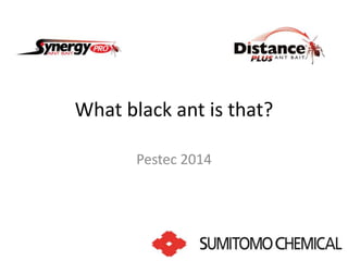 What black ant is that? 
Pestec 2014 
 